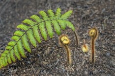 Tre Fern Fronds Tre Fern Fronds