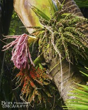 Nikau Palm berries Nikau Palm berries