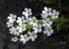 Ourisia sessiliflora Ourisia sessiliflora