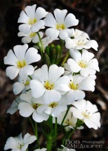 Ourisia Ourisia