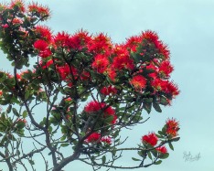 Pohutukawa in Bloom Pohutukawa in Bloom