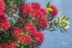 Pohutukawa Pohutukawa