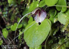 Spider Orchid Spider Orchid
