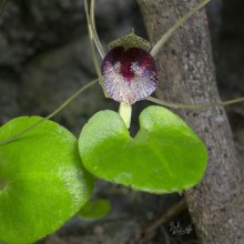 Spider Orchid Spider Orchid