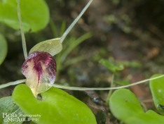 Spider Orchid Spider Orchid