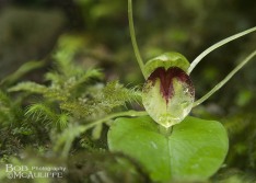 Spider Orchid Spider Orchid