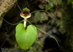 Spider Orchid Spider Orchid