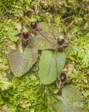Spider Orchid Spider Orchid