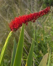 Xeronema Callistemon Xeronema Callistemon