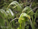 Tutukiwi