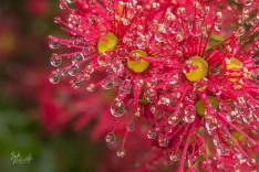 Rain on Rata