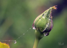 Rain on Rosebud