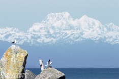 Aoraki-Mount Cook