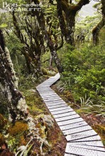 Bealey Valley Boardwalk