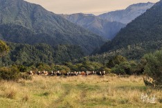 Cattle in the Valley