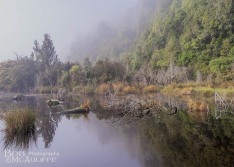 Forest  Reflection