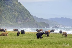 Dairy Herd