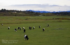 Dairy Farm