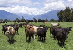 Dairy Herd