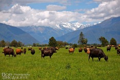 Dairy Herd