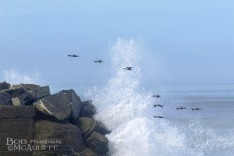 Shags in Flight