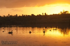 Sunset at Cobden