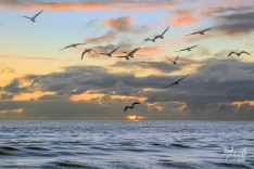 Birds at Sunset