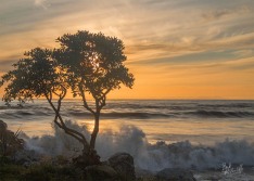 Tree at Sunset