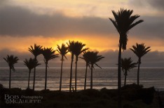 Nikau at Sunset