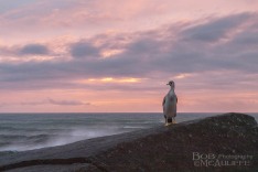 Bird and sunset