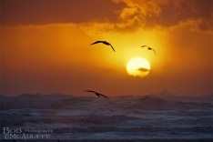 Cobden Beach Sunset