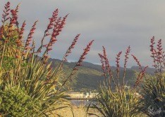 View through the Flaxes