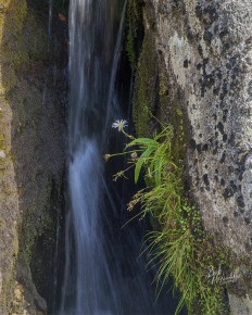 Waterfall with Celmisia