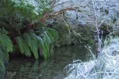 Frost By a Stream