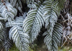 Frosted Ferns