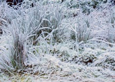 Frosted Grass