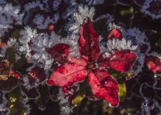 Frost on Leaves