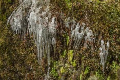 Icicles on Wet Bank