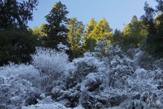 Frosted Forest