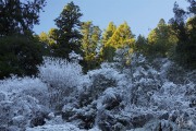 Frosted Forest